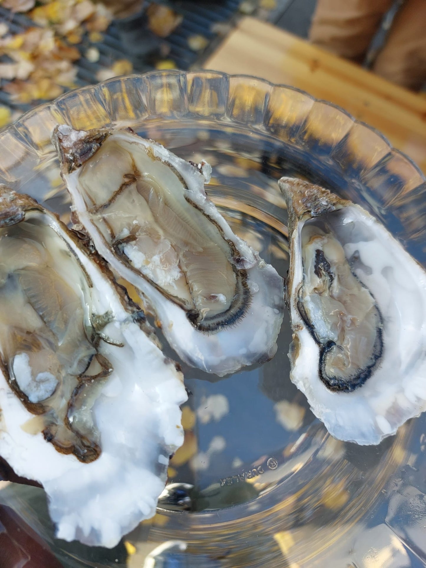 12 Huitres type n°3