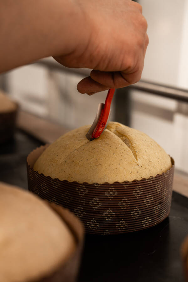 Panettone salé cacio e pepe Louie