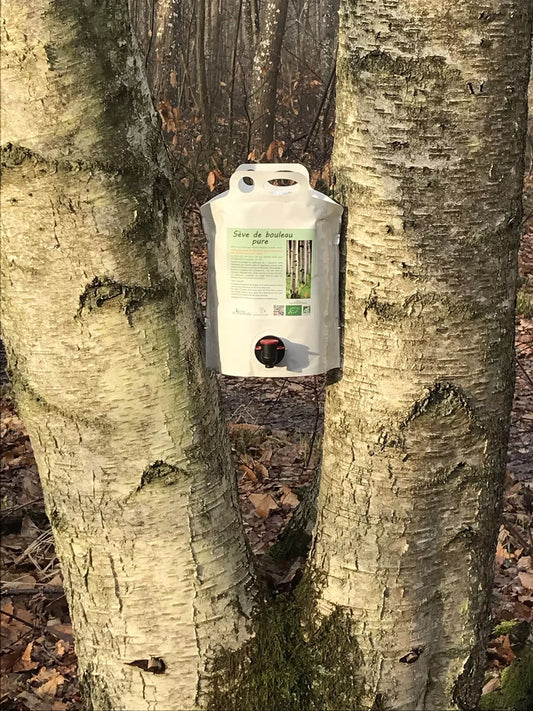 Sève de bouleau fraîche BIO